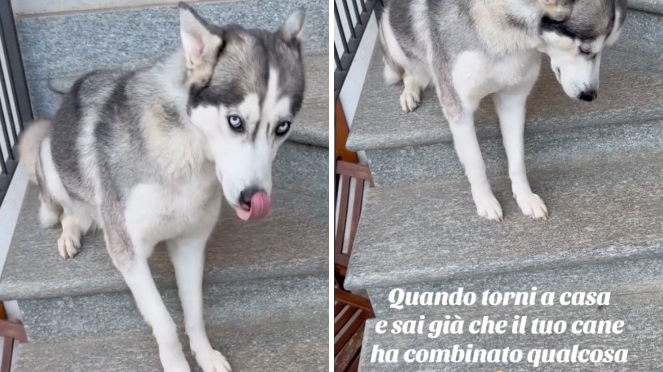 husky reazione